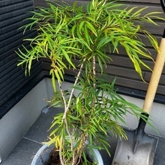 葉2 マホニアコンフューサ
