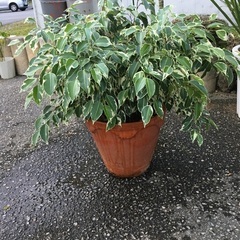 観葉植物　ベンジャミン　スターライト