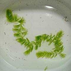 水草　マツモ
