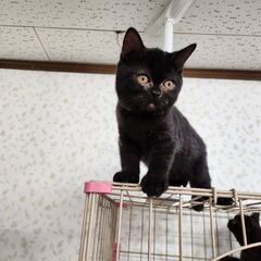 シャルトリュー×エキゾチック