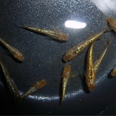 メダカ『琥珀ラメ背鰭無し』♂1 ♀2 or 2Pの画像
