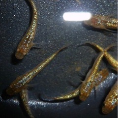 メダカ『琥珀ラメ背鰭無し』♂1 ♀2 or 2P
