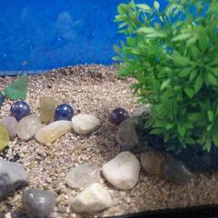 メダカ飼育ケースの画像