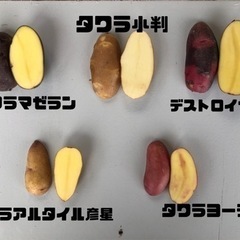 岡山県産　カラフルじゃがいも　1キロ300円の画像