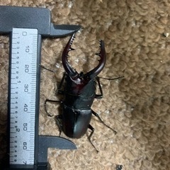 7月4日採取　ノコギリ　ヒラタ　コクワ　カブト