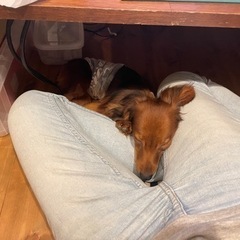 カニンヘンダックス　オス　２歳　水頭症　20,600円（ワクチン費等） - 犬