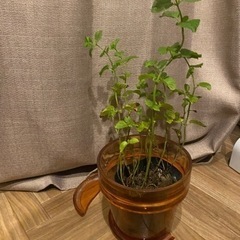 観葉植物：ミント苗&植木鉢
