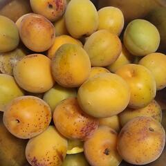 南高梅（自宅栽培）1kgの画像