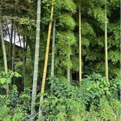 竹、要りませんか？