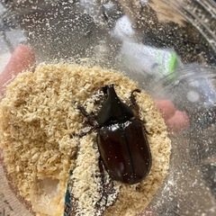 フローレンシスニセヒメカブト　成虫