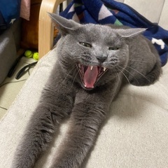 脚長マンチカンの里親募集です。