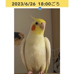 逃げ出したオカメインコのなっちゃん探しの協力して下さい