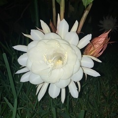 月下美人（蕾付き）
