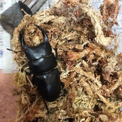 能勢YGオオクワガタ（能勢産）の画像