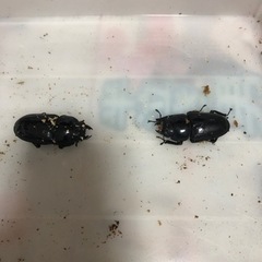能勢YGオオクワガタ（能勢産）の画像