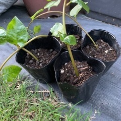 オカワカメ　おかわかめ　雲南百薬　苗　一株100円　の画像