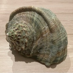夜光貝