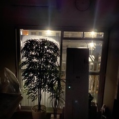 腐らない観葉植物　フェイクグリーン　185センチ大きめの画像