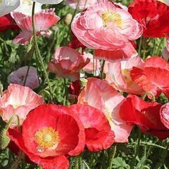 園芸用ひなげし（虞美人草）コクリコ・シャーレイポピーの種（雛芥子ヒナゲシ）の画像