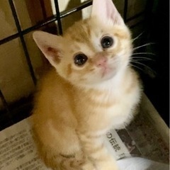 【終の住処決まりました🙇‍♀️】とっても甘えん坊のチャトラくん❤...
