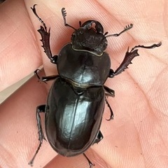 ミヤマクワガタ、成虫(WD釧路産)の画像
