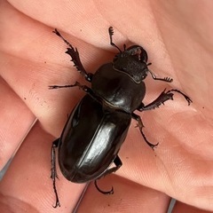 ミヤマクワガタ、成虫(WD釧路産)の画像