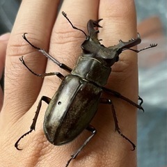 ミヤマクワガタ、成虫(WD釧路産)の画像