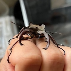 ミヤマクワガタ、成虫(WD釧路産)の画像