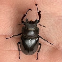 ミヤマクワガタ、成虫(WD釧路産)、の画像