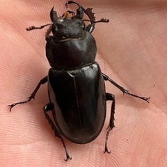 ミヤマクワガタ、成虫(WD釧路産)、の画像