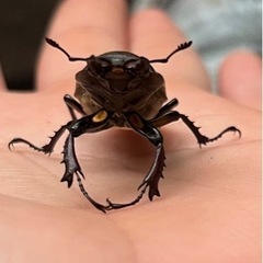 ミヤマクワガタ、成虫(WD釧路産)、の画像