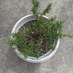 植木鉢　ローズマリーの画像
