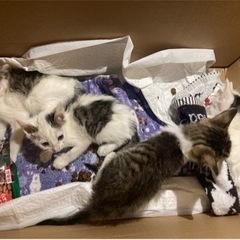 仔猫たちの健康状態がよくない為、一旦募集を中止します🙏4匹の里親...