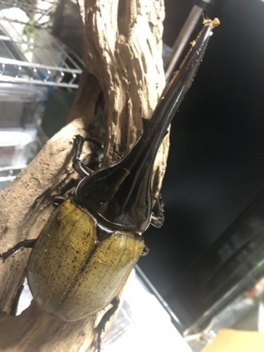 ヘラクレスオオカブト ♂