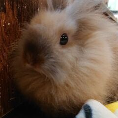 【里親決まりました】うさぎ(オス) ライオンヘッド
