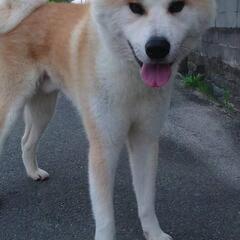 元気いっぱいの2歳の秋田犬の男の子です