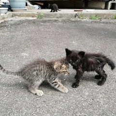 至急‼️ 子猫　4匹います　野良猫　