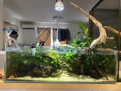 レイアウト済み水槽