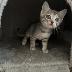 1ヶ月半兄弟①グレーキジ、まだ決まっていません
