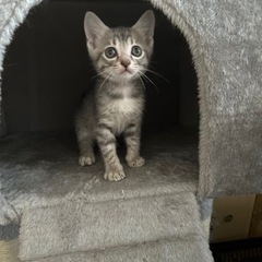 1ヶ月半兄弟①グレーキジ、まだ決まっていません − 大阪府