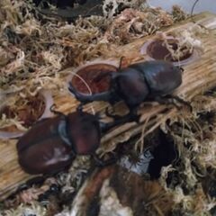 国産カブトムシ成虫