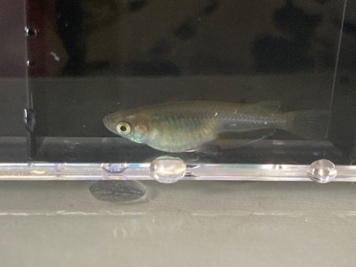 黒メダカ〜今年生まれの稚魚〜成魚20匹＋αセット （2023.6.28）