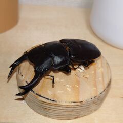 夏休みキャンペーン！国産オオクワガタ１ペア＋カブトムシ♂♀ペア＋...