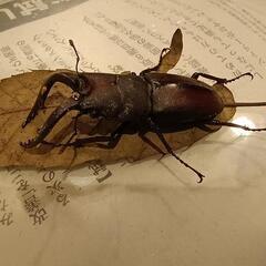 ノコギリクワガタ＊300円〜の画像