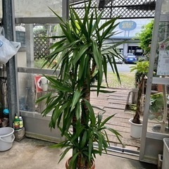 ユッカ大鉢 現品処分品