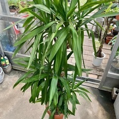 ユッカ大鉢 現品処分品の画像