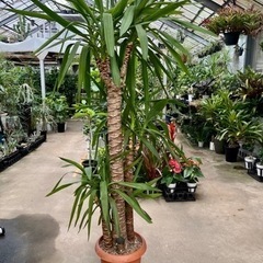 ユッカ大鉢 現品処分品の画像