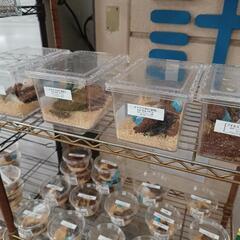 ノコギリクワガタ＊300円〜の画像