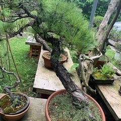 盆栽　黒松