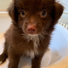 2匹の子犬(男の子)里親さん募集